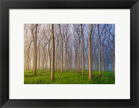 Framed Morning Of The Forest Print