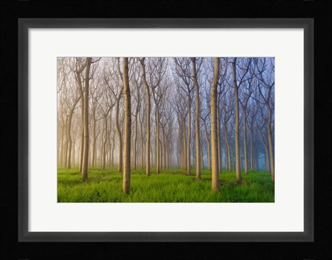 Framed Morning Of The Forest Print