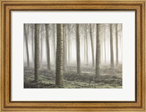 Framed Small Woodland Print