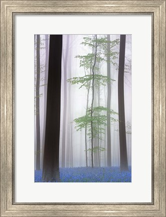 Framed Foggy Forest Print