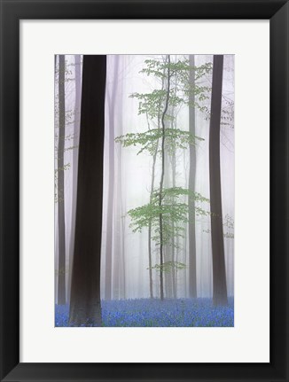 Framed Foggy Forest Print