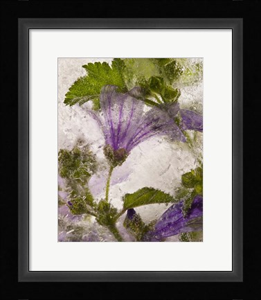 Framed Frozen Mallow Flower Print