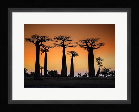 Framed Sunset In Morondava Print