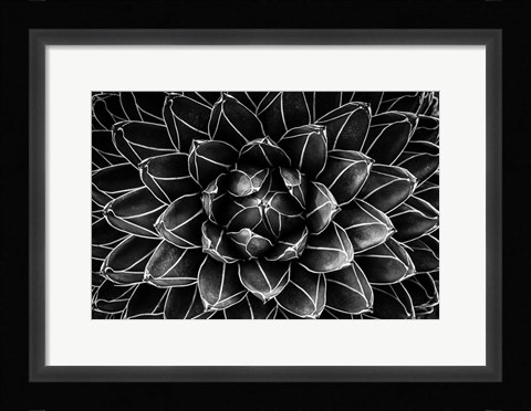 Framed Natural Math Print