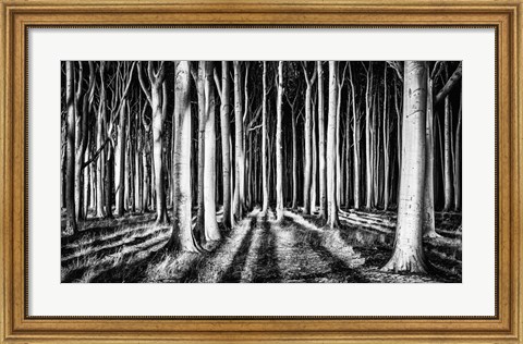 Framed Ghost Forest Print