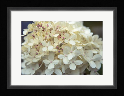 Framed Hydrangea Delight I Print