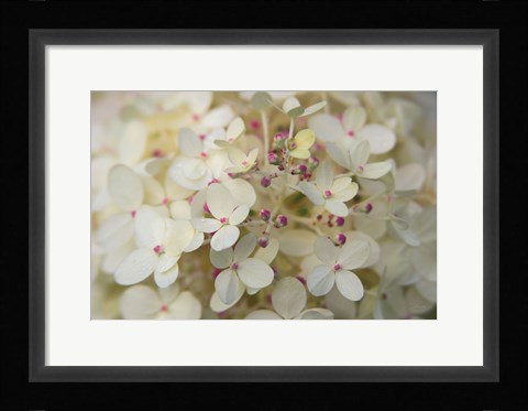 Framed Hydrangea Delight II Print