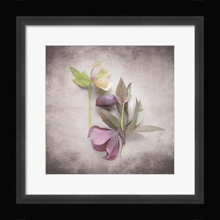 Framed Vintage Hellebore Study VII Print