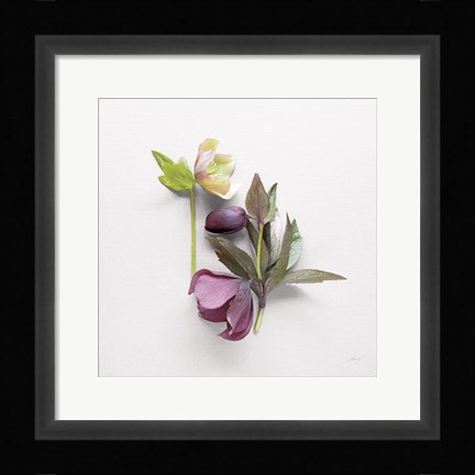 Framed Hellebore Study VII Print