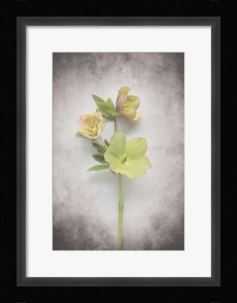Framed Vintage Hellebore Study I Print