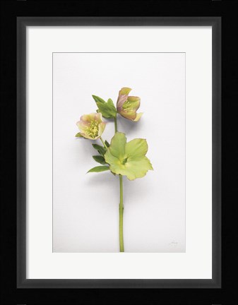 Framed Hellebore Study I Print