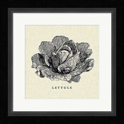 Framed Linen Vegetable BW Sketch Lettuce Print