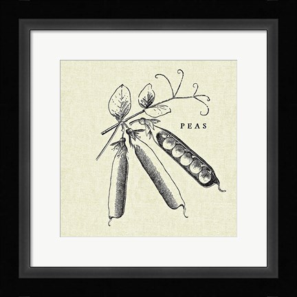 Framed Linen Vegetable BW Sketch Peas Print