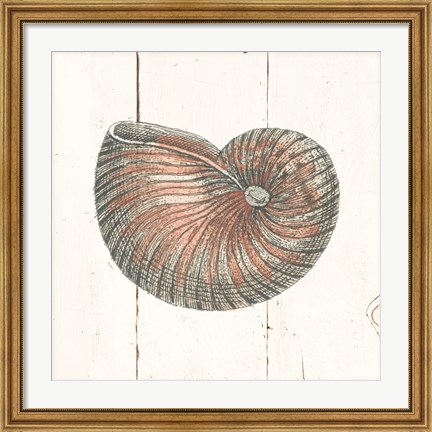 Framed Shell Sketches III Shiplap Print