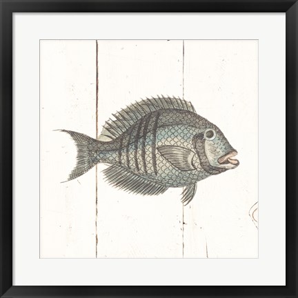 Framed Fish Sketches I Shiplap Print