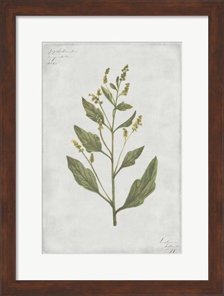 Framed Botanical III Print