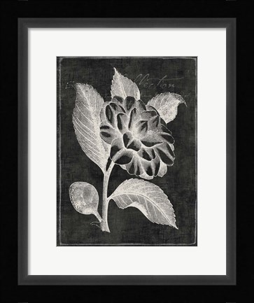 Framed Black Botanical II Print