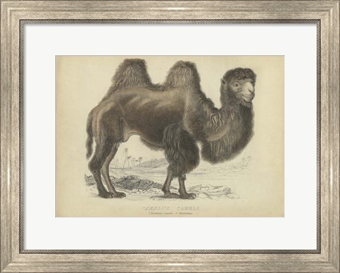Framed Camel Dromedary Print