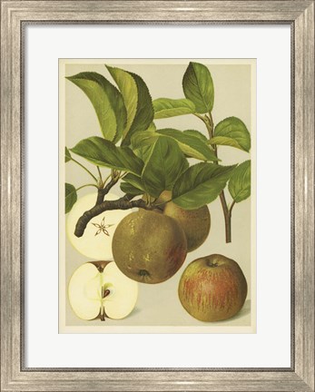 Framed Russet Apples I Print