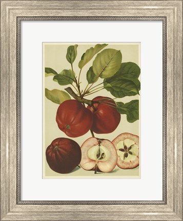 Framed Red Veli Apples II Print