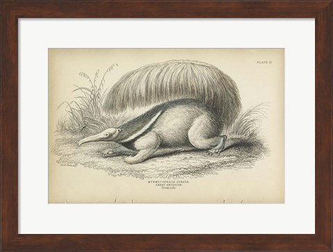 Framed Great Anteater Print