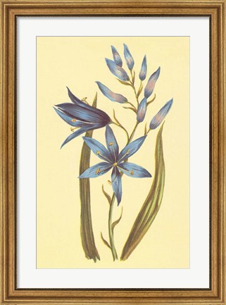 Framed Camass and Wild Hyacinth Print