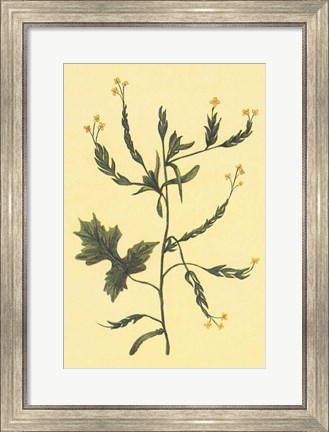 Framed Hedge Mustard Print