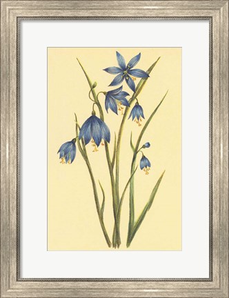 Framed Large Flowered Blue Eyed Grass Print