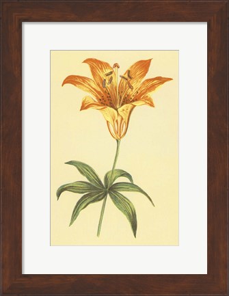Framed Wild Orange Lily Print