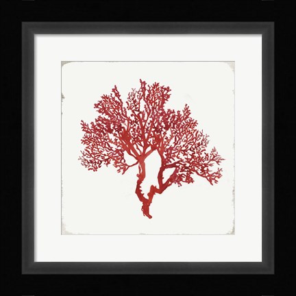 Framed Red Coral II Print