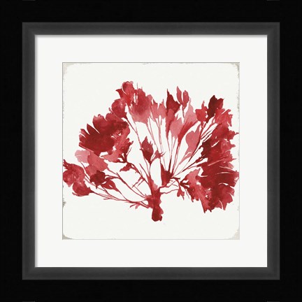 Framed Red Coral IV Print