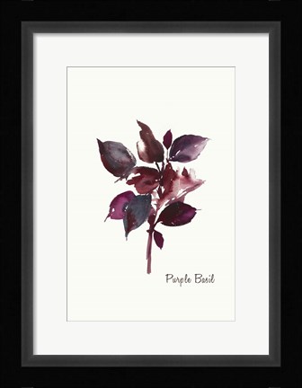 Framed Purple Basil Print