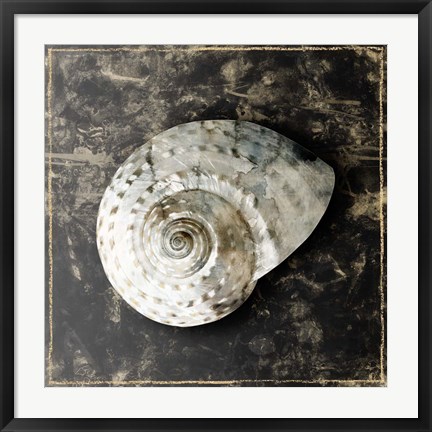Framed Marble Shell Series II Print