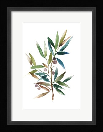 Framed Olive Branch II Print