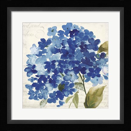 Framed Hampton Hydrangea II Print