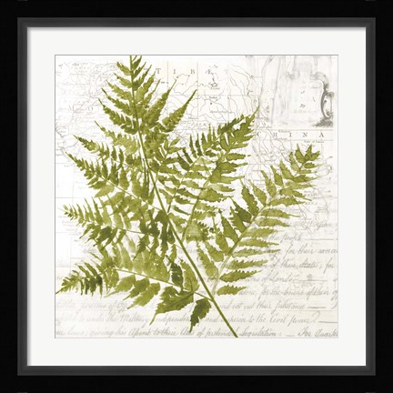 Framed Fern I Print