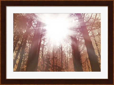 Framed Sun Dance Print