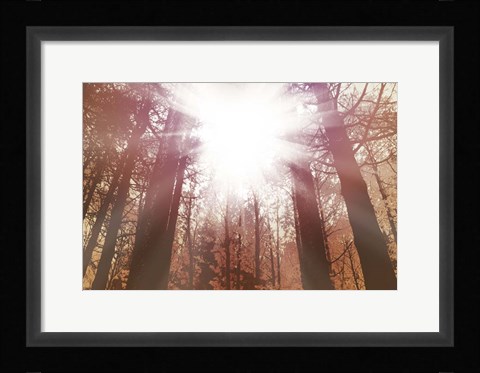 Framed Sun Dance Print