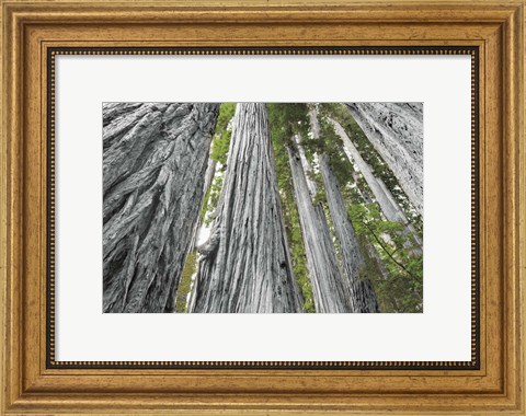 Framed Redwoods Forest IV BW with Color Print