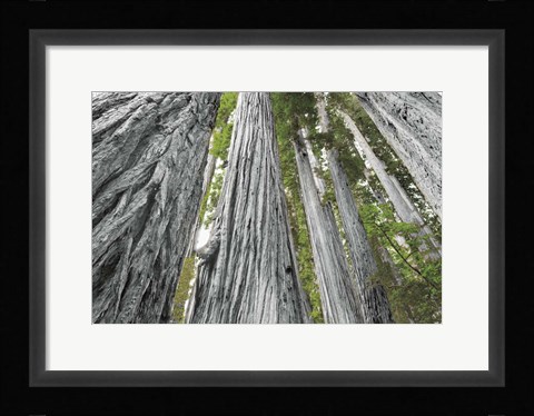 Framed Redwoods Forest IV BW with Color Print
