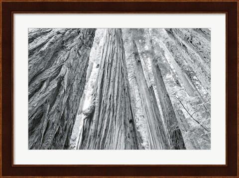 Framed Redwoods Forest IV BW Print