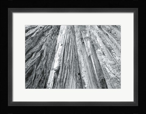 Framed Redwoods Forest IV BW Print