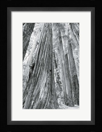 Framed Redwoods Forest III BW Print