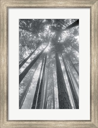 Framed Fir Trees II BW Print