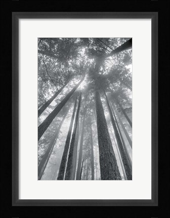 Framed Fir Trees II BW Print
