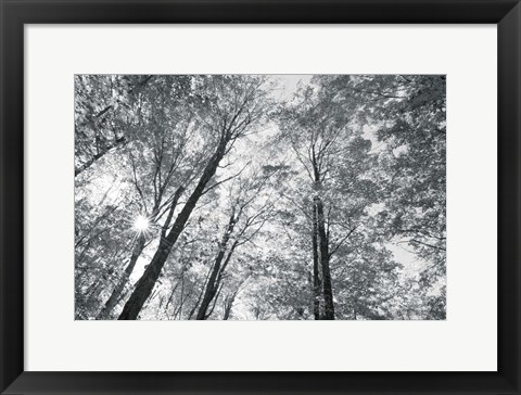 Framed Autumn Forest III BW Print