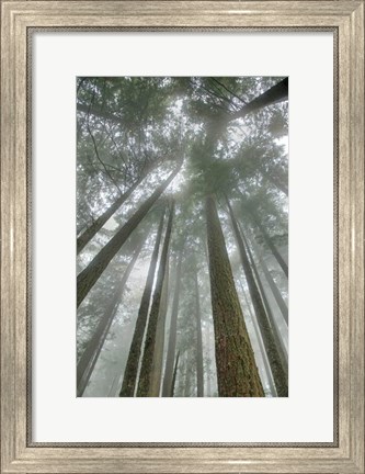 Framed Fir Trees II Print