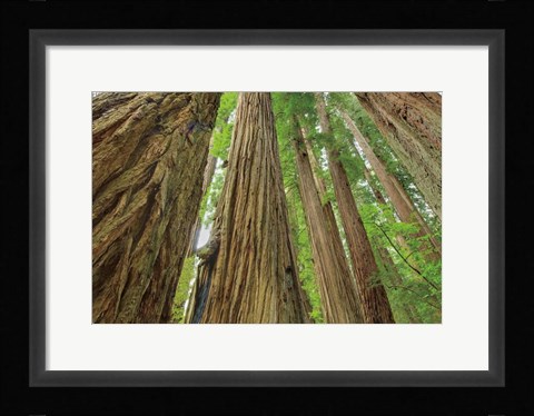 Framed Redwoods Forest IV Print