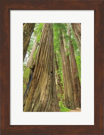 Framed Redwoods Forest III Print