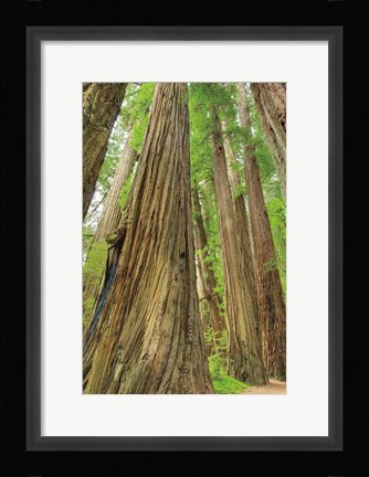 Framed Redwoods Forest III Print